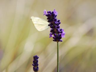 White butterfly on lavender